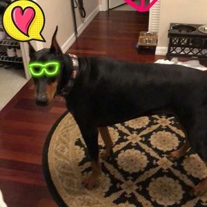 Meet your Posher, Sidney